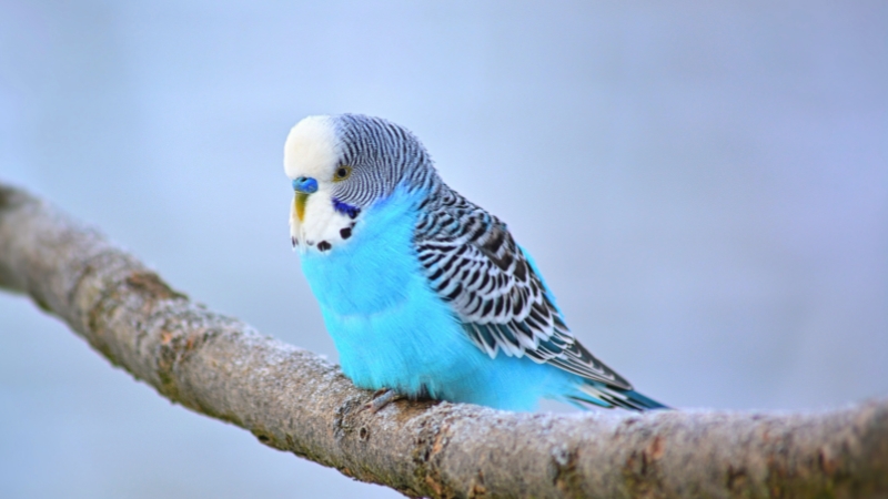 木の枝に止まっているセキセイインコ