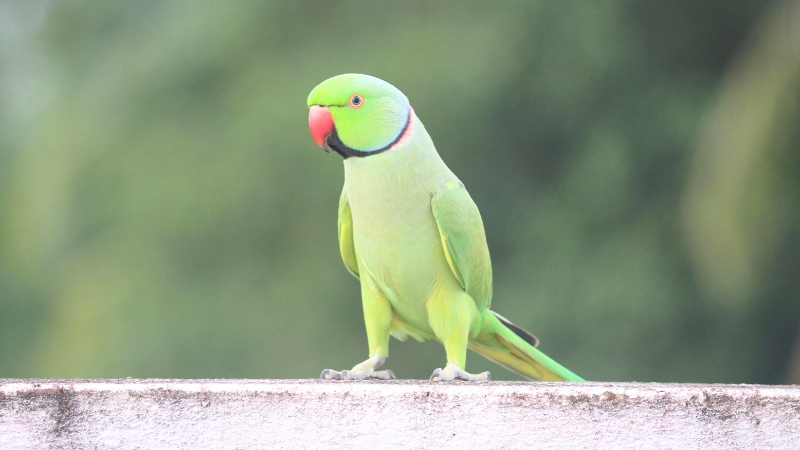 ワカケホンセイインコ
