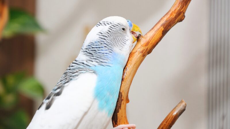 不満げに木をかじっているセキセイインコ