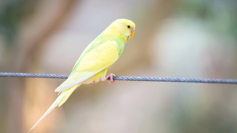 ワイヤーに止まって背を向けているセキセイインコ