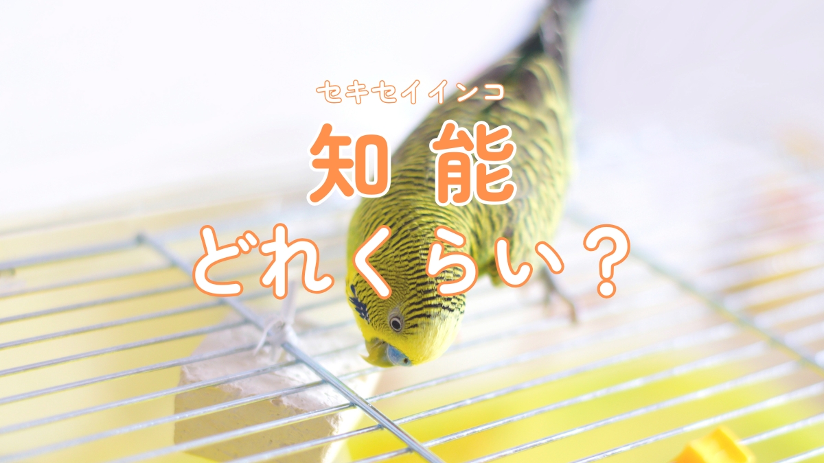 セキセイインコ　知能　どれくらい？