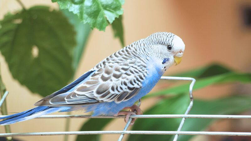 ケージの外で少し怒った感じのセキセイインコ