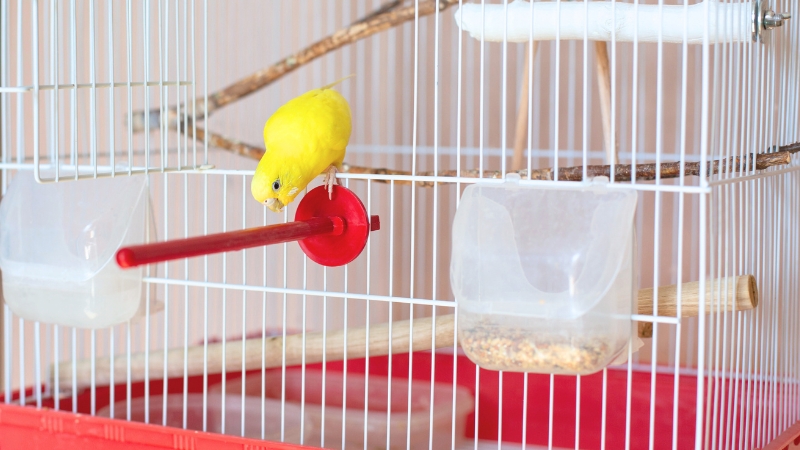 ケージの入り口から外に出ようとしているセキセイインコ