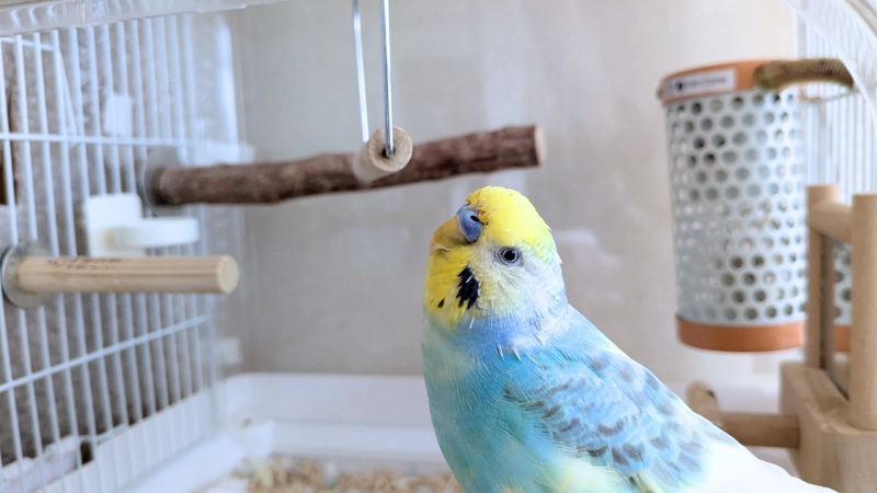 ケージの中で嬉しそうにしている我が家のポフくん