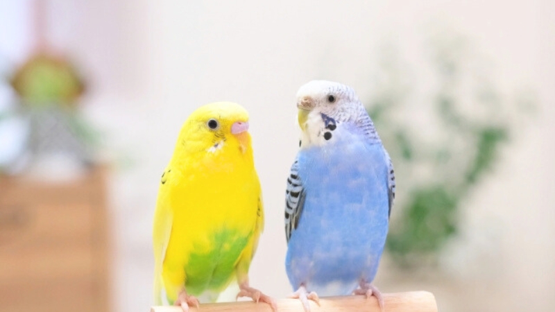 止まり木に止まった2羽のセキセイインコ