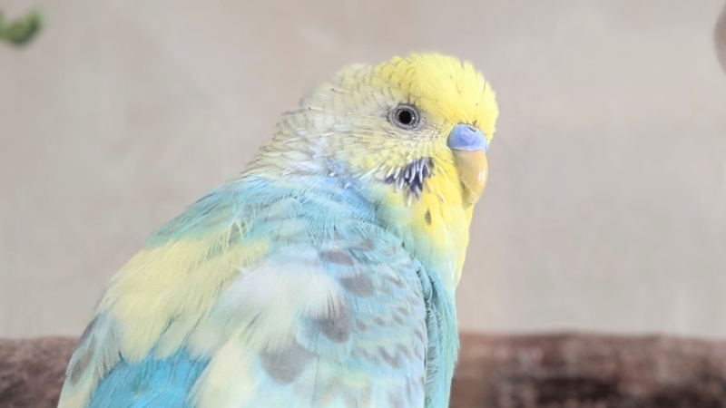 背を向けて振り向いているセキセイインコ