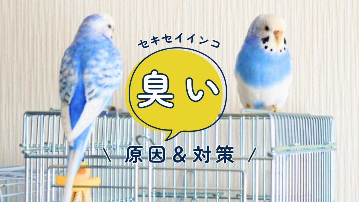 セキセイインコ　臭い　原因＆対策