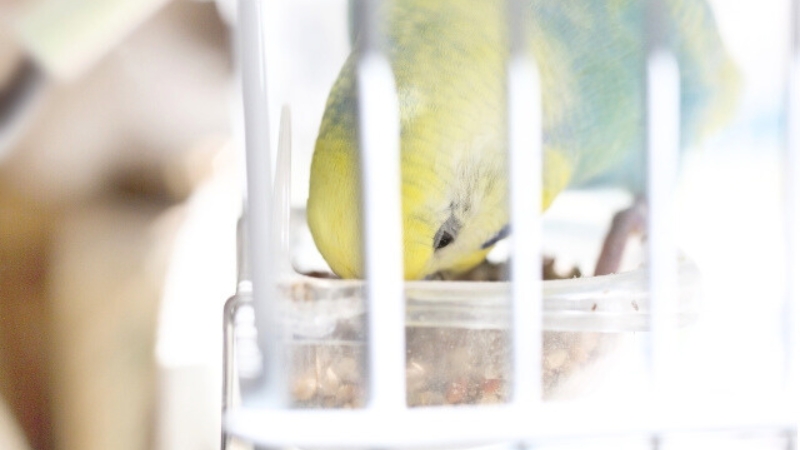 餌を食べているセキセイインコ
