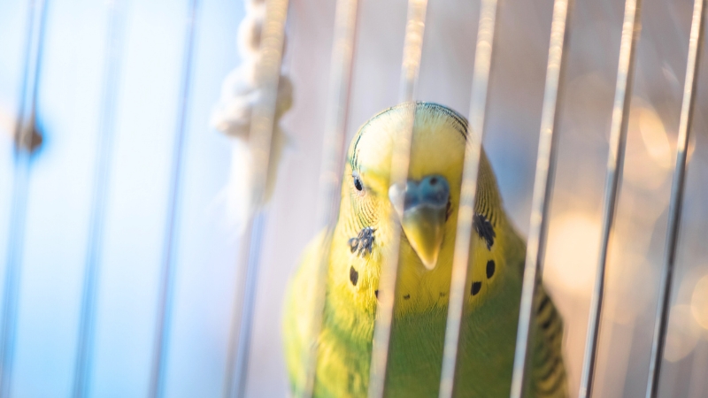 ケージの中で虚ろなセキセイインコ