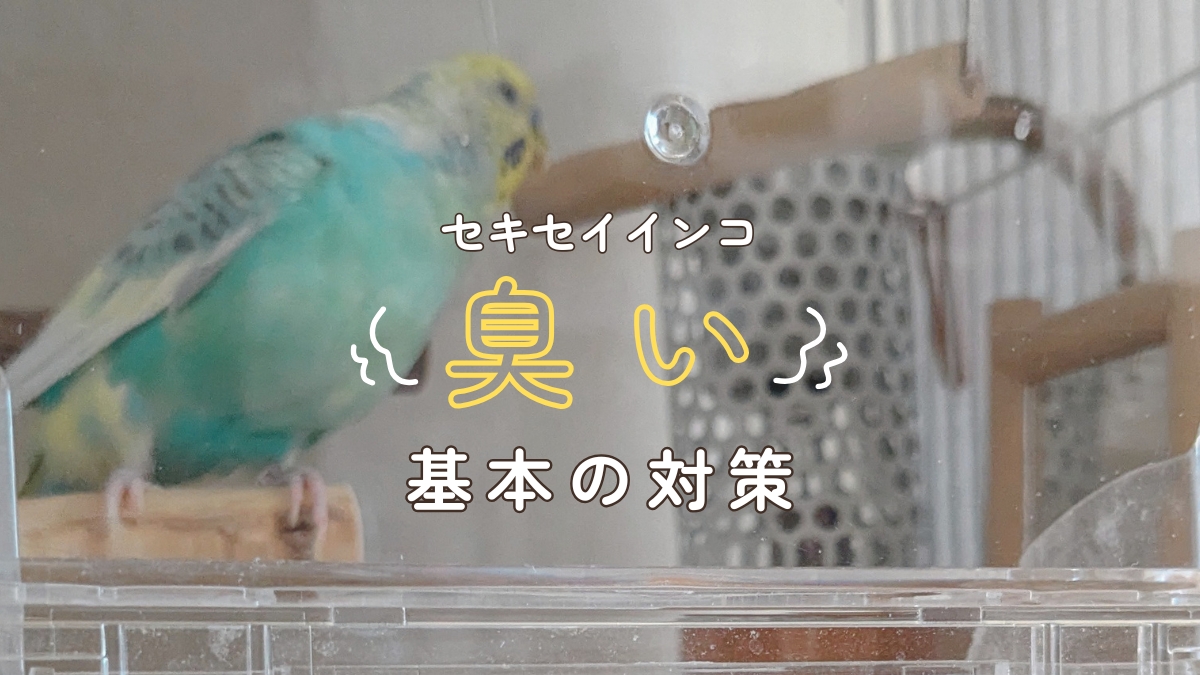 セキセイインコ　臭い　基本の対策