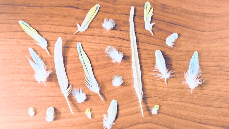 セキセイインコの抜けた羽