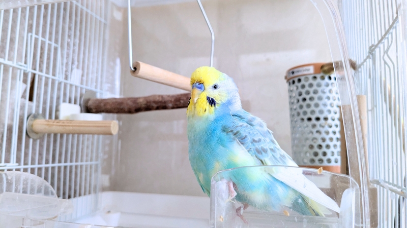 ケージの中からこちらを見ている我が家のポフくん
