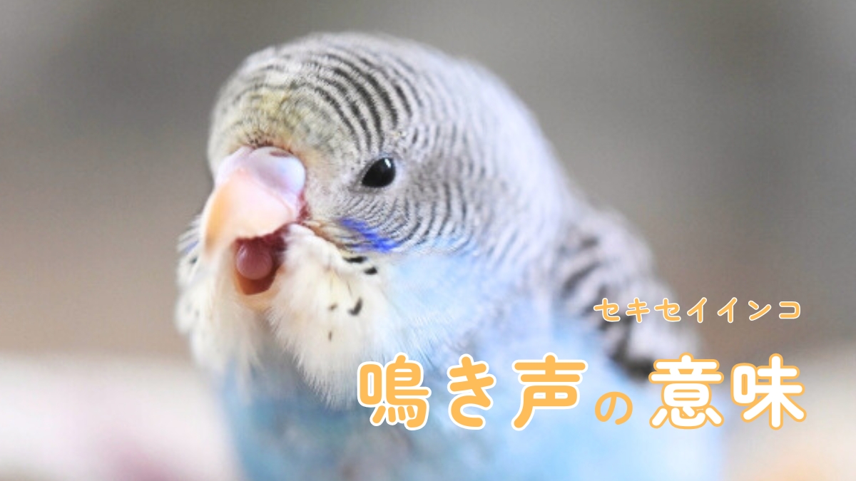 セキセイインコ　鳴き声の意味