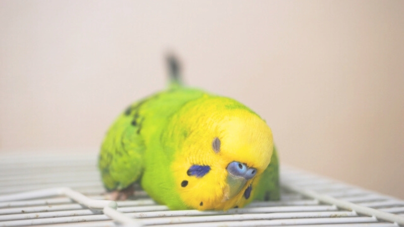 ケージの外の網の上でうつぶせになって寝ているセキセイインコ