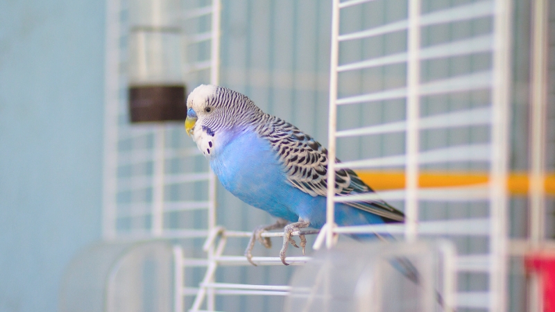 開いたケージの入り口に止まって横を向いているセキセイインコ