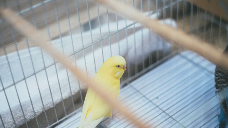 ケージの下の方で何かを気にしているセキセイインコ