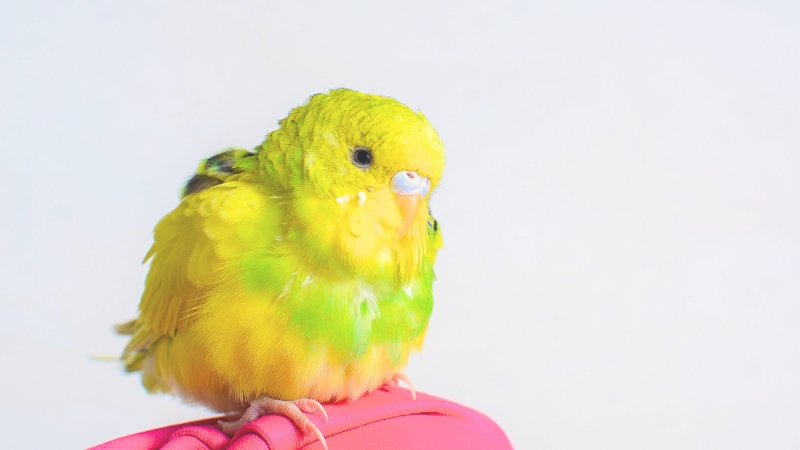 フワッとと羽を膨らませているセキセイインコ