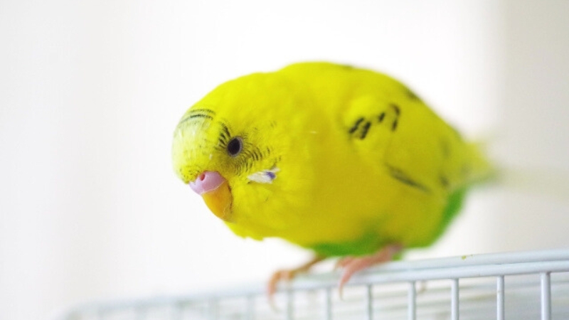 体をかがめて元気のないセキセイインコ