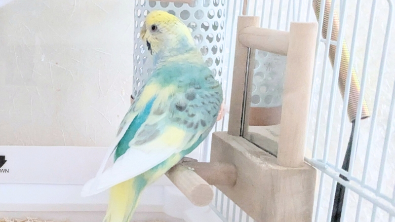 ヒーターの横にある鏡のおもちゃに乗っているセキセイインコ
