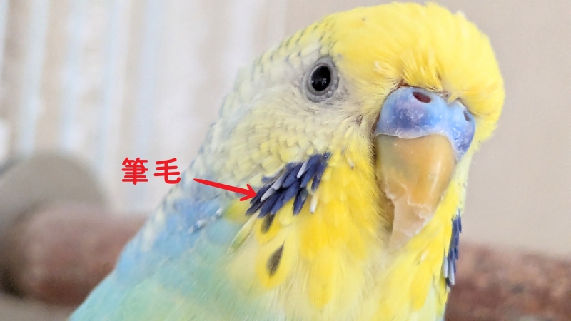 セキセイインコの換羽期の筆毛