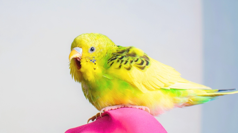 口を大きく開けているセキセイインコ