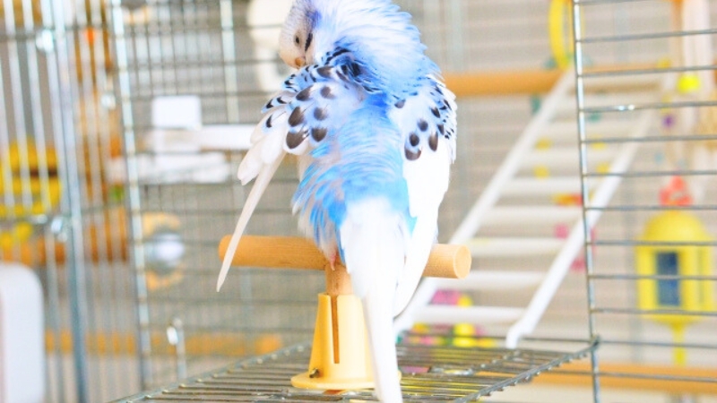 ケージの入り口の扉の上で羽繕いをしているセキセイインコ