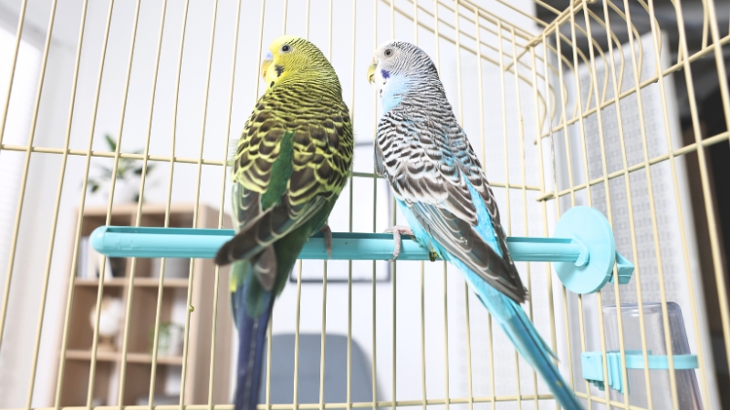 背を向けて止まり木に止まっている2羽のセキセイインコ