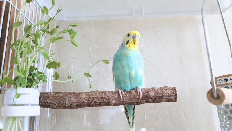 止まり木に止まっている我が家のポフくん