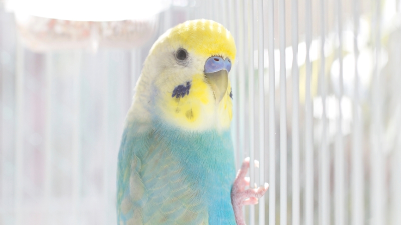 ケージの網につかまっているセキセイインコ