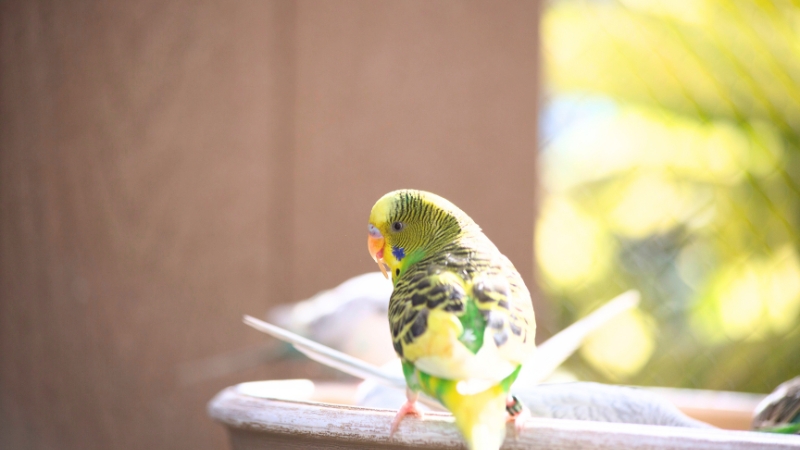 ケージの外の水場で背を向けているセキセイインコ