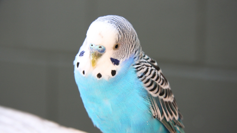 少しうつろなセキセイインコ