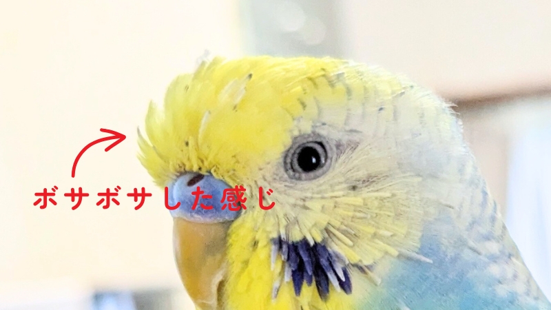 セキセイインコの換羽期　頭部のボサボサした感じ