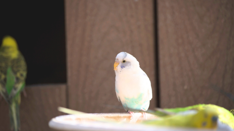 左を見ているセキセイインコ