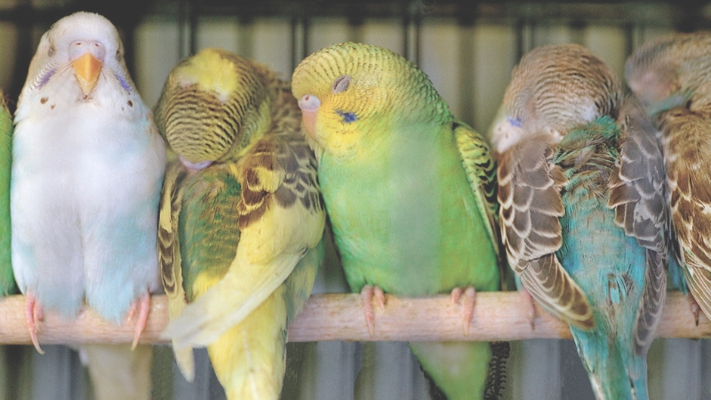 止まり木で寝ている5羽のセキセイインコ
