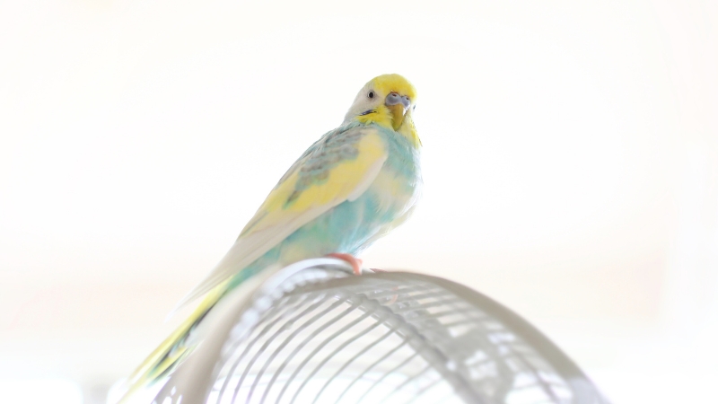 扇風機の上に乗ってこちらを見ているセキセイインコ