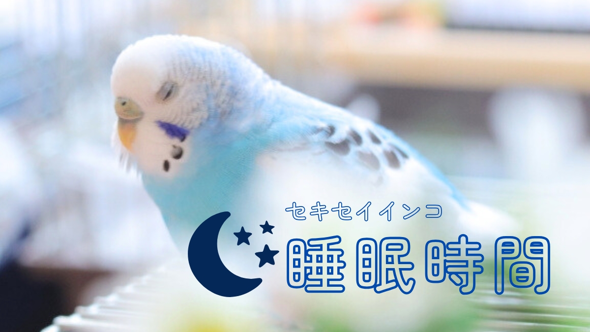 セキセイインコ　睡眠時間
