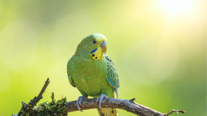 木の枝に止まっている野生のセキセイインコ
