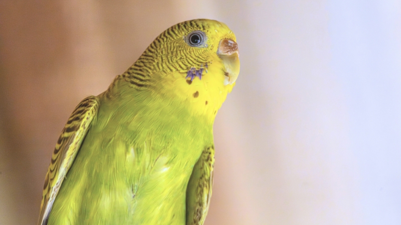 右上を見つめているセキセイインコ