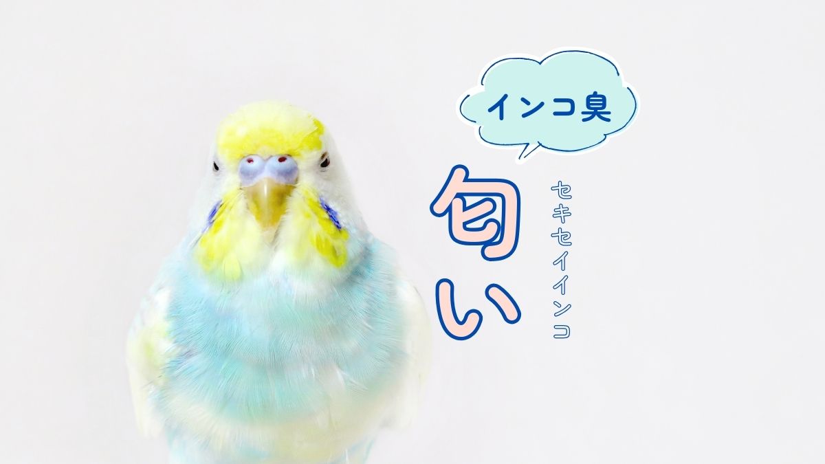 セキセイインコ　インコ臭　匂い