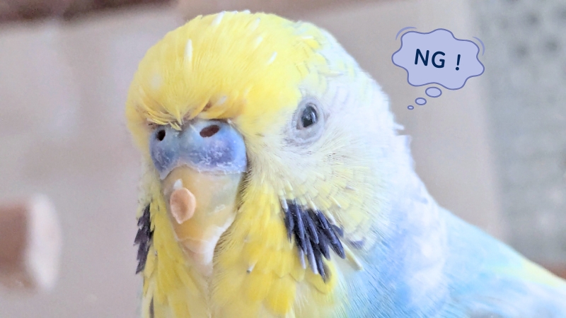 恨めしそうにこちらを見ているセキセイインコ