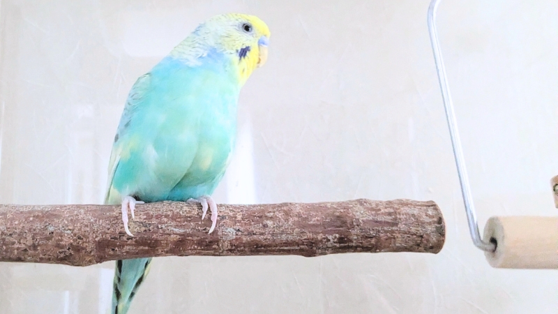 止まり木に止まって横を向いているセキセイインコ