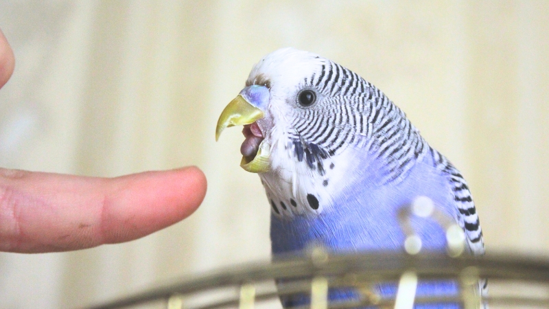 手に嚙みつきそうなセキセイインコ
