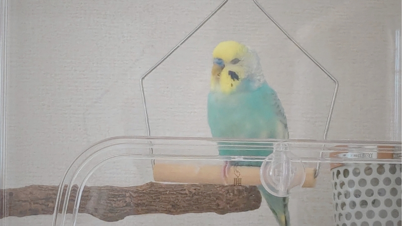ブランコで寝ている我が家のポフくん