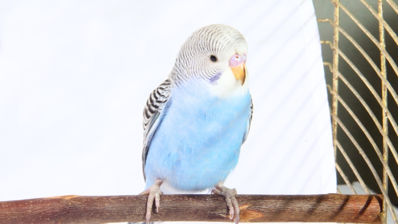 止まり木でぼんやりしているセキセイインコ