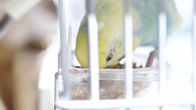 餌を食べているセキセイインコ