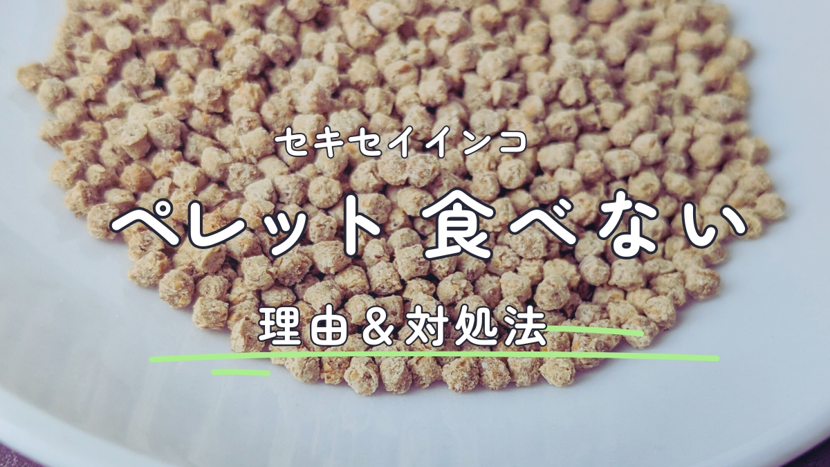 セキセイインコ　ペレット食べない　理由＆対処法