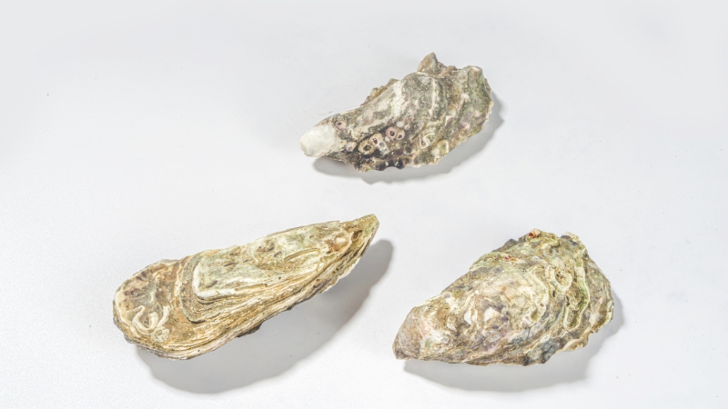 ランダムに並んだ3つの牡蠣