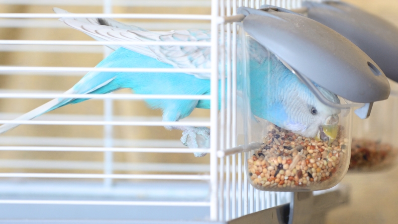 ケージの中で餌を食べているセキセイインコ