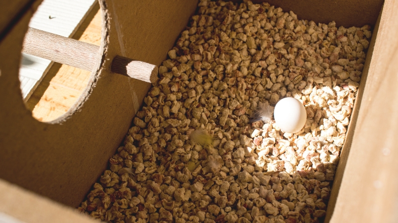 巣箱の中の卵