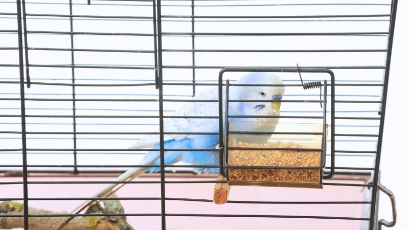 ケージの中で餌を食べているセキセイインコ